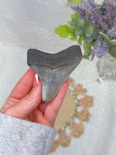 Load image into Gallery viewer, Megalodon shark tooth (A grade)
