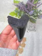 Load image into Gallery viewer, Polished Megalodon tooth (A+ grade)
