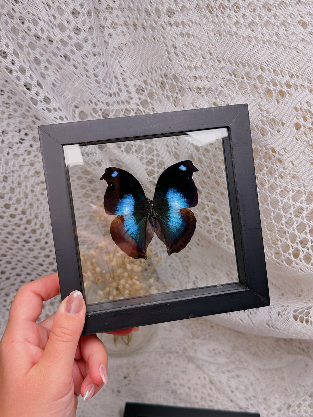 Napeocles Jucunda butterfly (2 available)