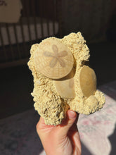 Load image into Gallery viewer, Fossilized sand dollar cluster from France

