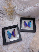 Load image into Gallery viewer, Morpho Aurora butterfly (2 available)

