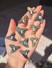 Load image into Gallery viewer, Extinct &amp; uncommon Hemipristis shark teeth from NC (you pick)

