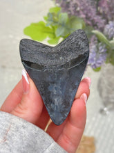 Load image into Gallery viewer, Polished Megalodon tooth
