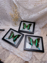 Load image into Gallery viewer, Peacock Swallowtail Butterfly (3 available)
