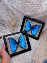 Load image into Gallery viewer, Morpho Didius butterfly (2 available)
