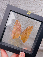 Load image into Gallery viewer, Morpho Aurora butterfly (2 available)
