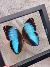 Load image into Gallery viewer, Morpho Achile butterfly
