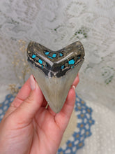 Load image into Gallery viewer, Megalodon tooth with pyrite/turquoise inlay
