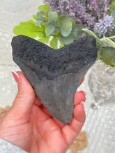 Load image into Gallery viewer, Polished Megalodon tooth (A+ grade)
