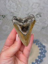 Load image into Gallery viewer, Polished Megalodon tooth
