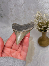 Load image into Gallery viewer, Megalodon tooth from SC
