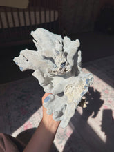 Load image into Gallery viewer, Blue coral
