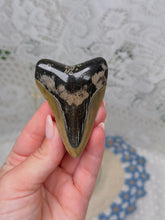 Load image into Gallery viewer, Polished Megalodon tooth

