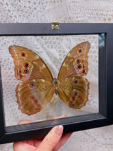 Load image into Gallery viewer, Morpho Didius butterfly (2 available)
