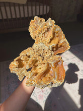 Load image into Gallery viewer, XL Crystallized/fossilized coral pair
