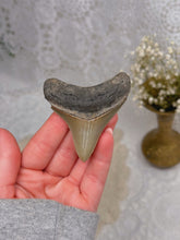 Load image into Gallery viewer, Megalodon tooth from SC
