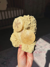 Load image into Gallery viewer, Fossilized sand dollar cluster from France
