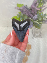 Load image into Gallery viewer, Polished Megalodon tooth
