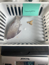 Load image into Gallery viewer, Order for @hannahpostolou
