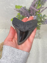 Load image into Gallery viewer, Polished Megalodon tooth (A+ grade)
