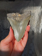 Load image into Gallery viewer, NC megalodon tooth with barnacles
