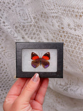 Load image into Gallery viewer, Butterfly in case (2 available)
