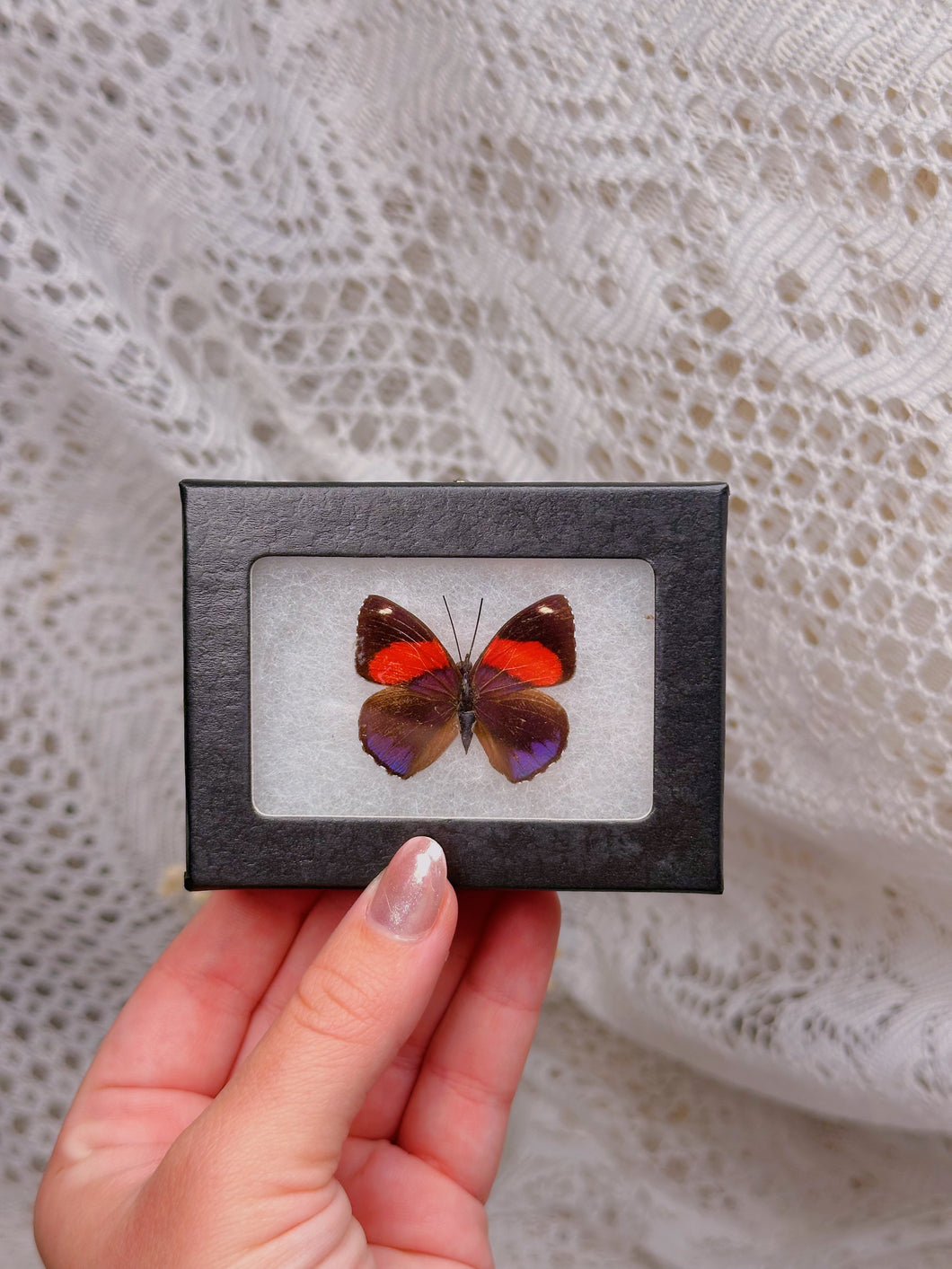 Butterfly in case (2 available)