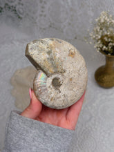 Load image into Gallery viewer, Iridescent Ammonite
