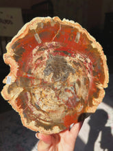 Load image into Gallery viewer, Petrified wood slab
