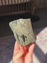 Load image into Gallery viewer, Perminalized wood with chalcopyrite (sheds easily)
