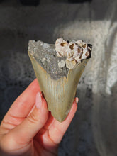 Load image into Gallery viewer, NC megalodon tooth with barnacles
