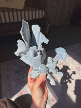 Load image into Gallery viewer, Blue coral
