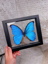 Load image into Gallery viewer, Morpho Didius butterfly (2 available)
