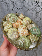 Load image into Gallery viewer, Green turbo shell *intuitive pick*
