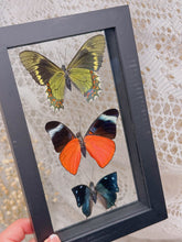 Load image into Gallery viewer, Butterflies in display case
