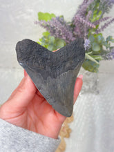 Load image into Gallery viewer, Polished Megalodon tooth (A+ grade)
