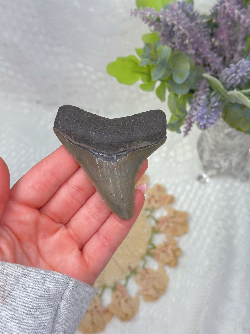 Megalodon shark tooth (A grade)