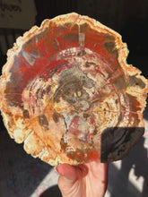 Load image into Gallery viewer, Petrified wood slab
