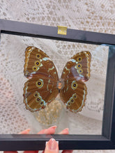 Load image into Gallery viewer, Morpho Achile butterfly
