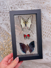 Load image into Gallery viewer, Butterflies in display case

