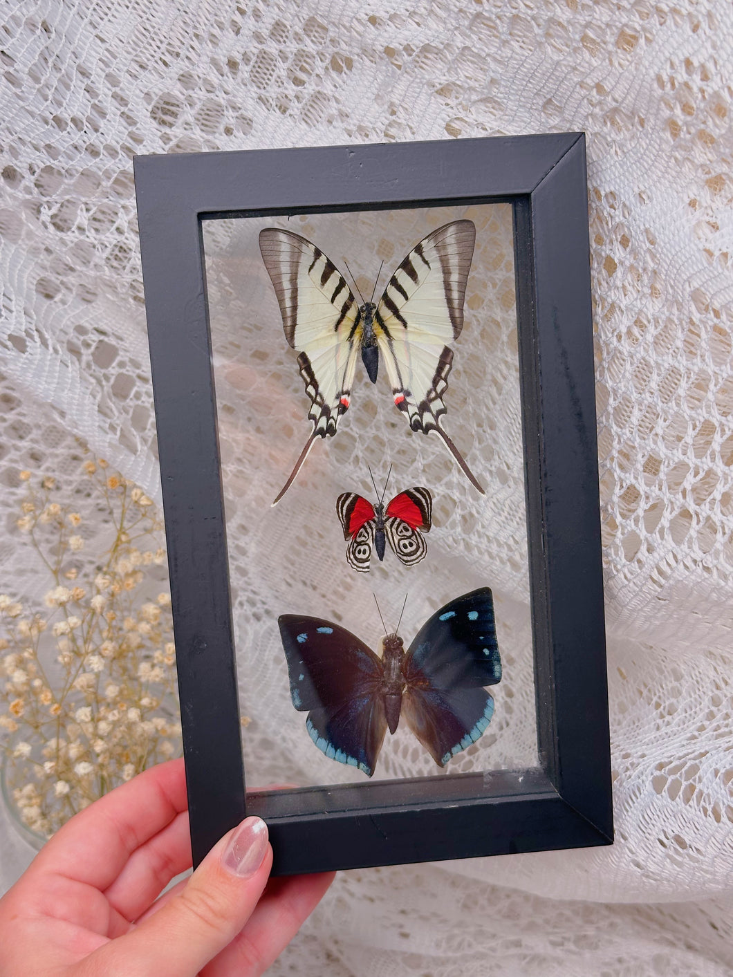 Butterflies in display case