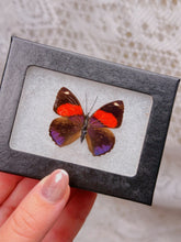 Load image into Gallery viewer, Butterfly in case (2 available)
