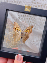 Load image into Gallery viewer, Doxocopa Laurentia butterfly
