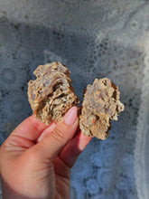 Load image into Gallery viewer, Fossilized coral *priced as a pair*
