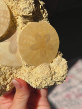 Load image into Gallery viewer, Fossilized sand dollar cluster from France
