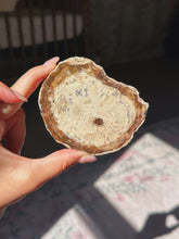 Load image into Gallery viewer, Petrified wood slab
