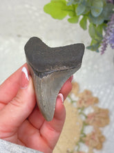 Load image into Gallery viewer, Megalodon shark tooth (A grade)
