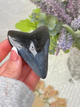 Load image into Gallery viewer, Polished Megalodon tooth
