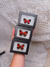 Load image into Gallery viewer, Butterfly in case (2 available)

