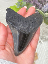 Load image into Gallery viewer, Polished Megalodon tooth (A+ grade)
